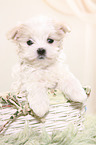 Maltese Puppy