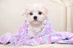 Maltese Puppy