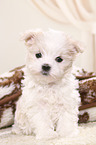 Maltese Puppy
