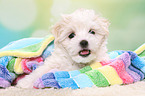 Maltese Puppy