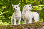 Maltese with Maltese-West-Highland-White-Terrier-Mongrel