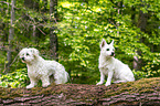 Maltese with Maltese-West-Highland-White-Terrier-Mongrel