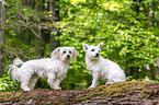 Maltese with Maltese-West-Highland-White-Terrier-Mongrel