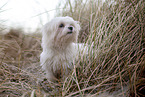 Maltese at the Baltic Sea