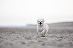 Maltese at the Baltic Sea