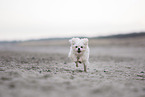 Maltese at the Baltic Sea