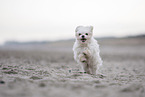 Maltese at the Baltic Sea