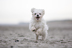 Maltese at the Baltic Sea