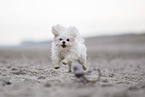 Maltese at the Baltic Sea