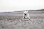 Maltese at the Baltic Sea