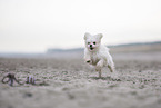 Maltese at the Baltic Sea