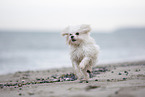 Maltese at the Baltic Sea