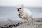 Maltese at the Baltic Sea