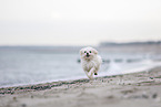 Maltese at the Baltic Sea