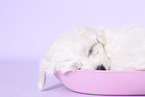 Maltese Puppy