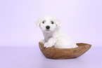 Maltese Puppy