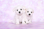 Maltese Puppies