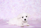 Maltese Puppy