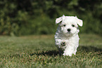 Maltese Puppy