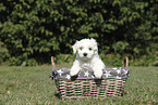 Maltese Puppy