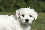 Maltese Puppy