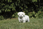 Maltese Puppy