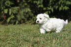 Maltese Puppy