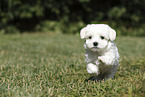 Maltese Puppy