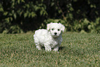 Maltese Puppy