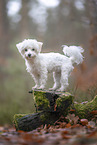 Maltese in autumn