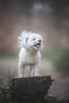 Maltese in autumn