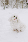 male Maltese