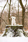 Maltese