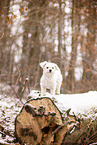 Maltese