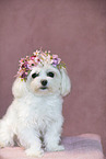 Maltese