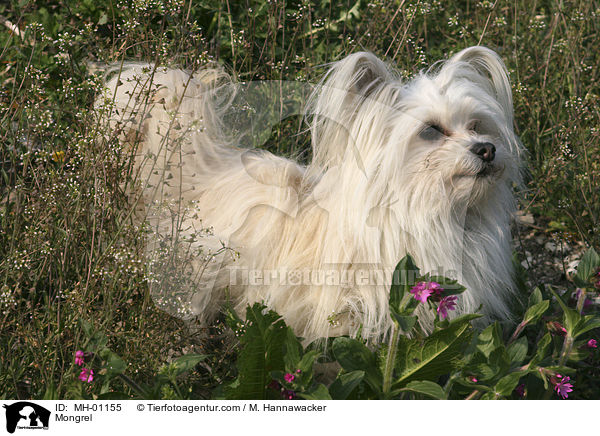 Mongrel / MH-01155