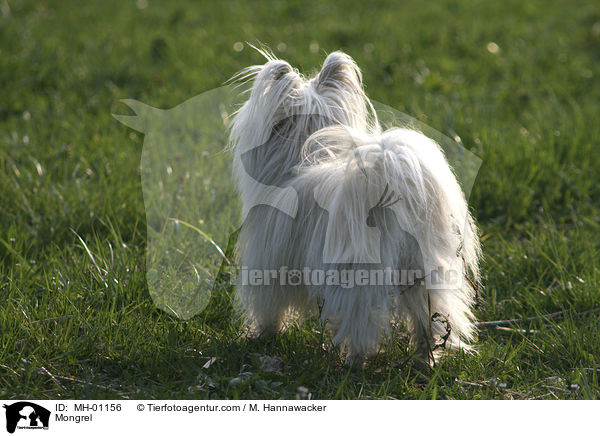 Malteser-Spitz-Mischling / Mongrel / MH-01156