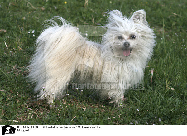 Malteser-Spitz-Mischling / Mongrel / MH-01158