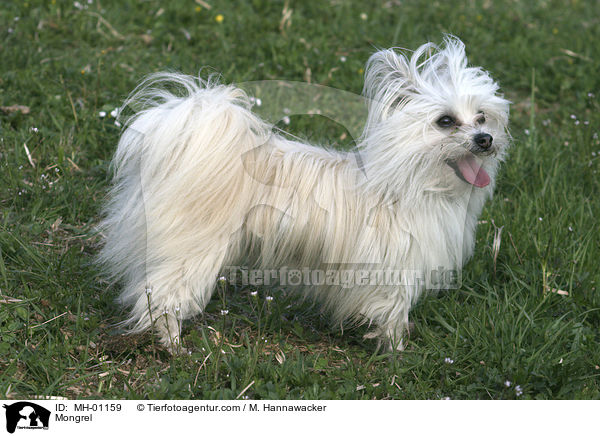 Malteser-Spitz-Mischling / Mongrel / MH-01159