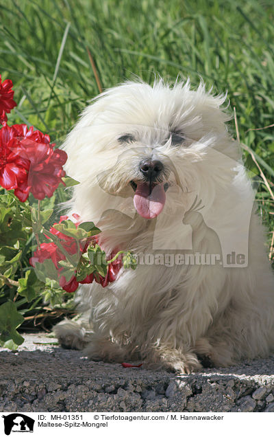 Maltese-Spitz-Mongrel / MH-01351