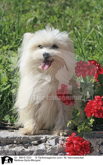 Malteser-Spitz-Mischling / Maltese-Spitz-Mongrel / MH-01353