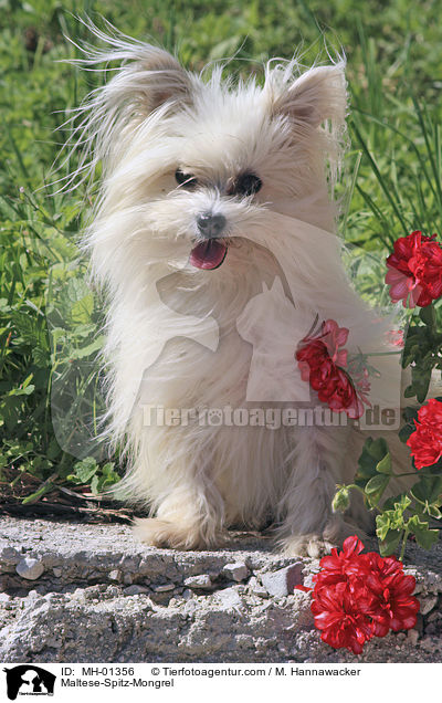 Malteser-Spitz-Mischling / Maltese-Spitz-Mongrel / MH-01356