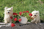 Maltese-Spitz-Mongrels