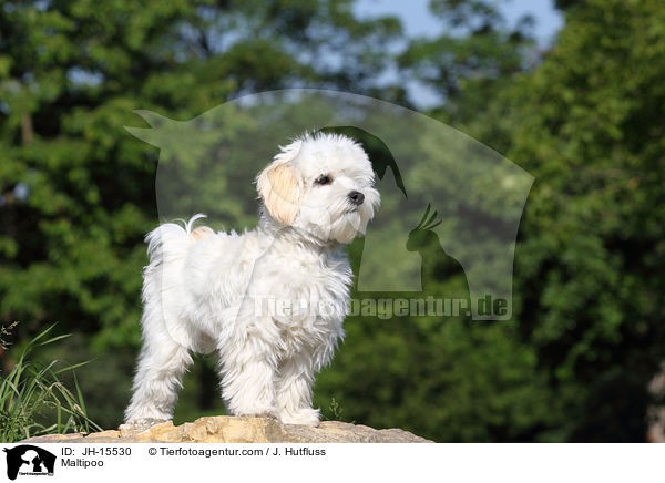 Maltipoo / Maltipoo / JH-15530