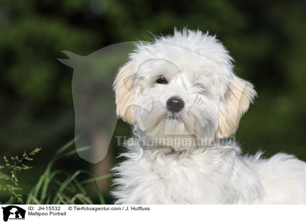 Maltipoo Portrait / Maltipoo Portrait / JH-15532