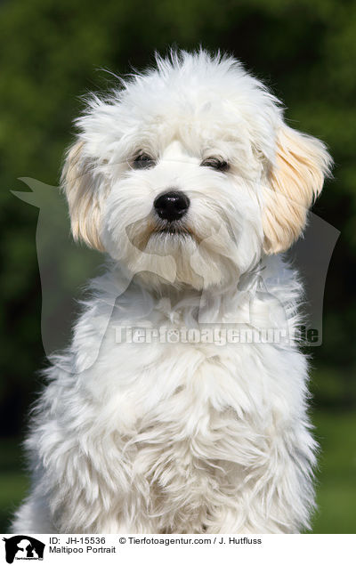 Maltipoo Portrait / Maltipoo Portrait / JH-15536