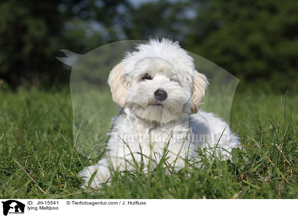 liegender Maltipoo / lying Maltipoo / JH-15541