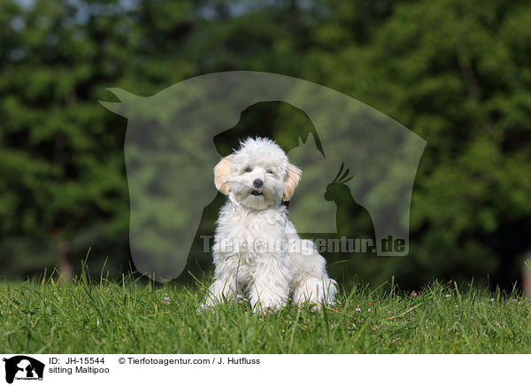 sitzender Maltipoo / sitting Maltipoo / JH-15544