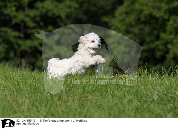 rennender Maltipoo / running Maltipoo / JH-15545