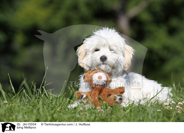 liegender Maltipoo / lying Maltipoo / JH-15554